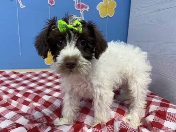 Schnoodle-DOG-Female-Black brindle/white-12938-Petland Batavia, Illinois