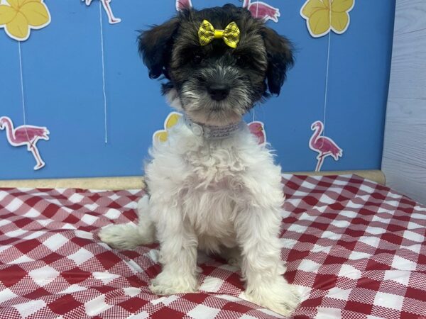 Schnoodle DOG Female Chocolate and white 12937 Petland Batavia, Illinois