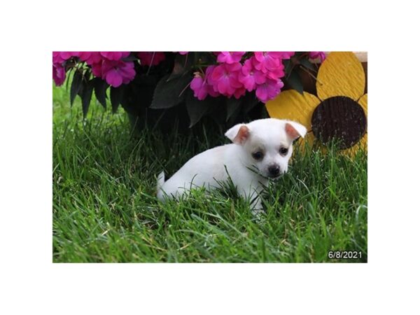 Chihuahua-DOG-Male-White-12928-Petland Batavia, Illinois