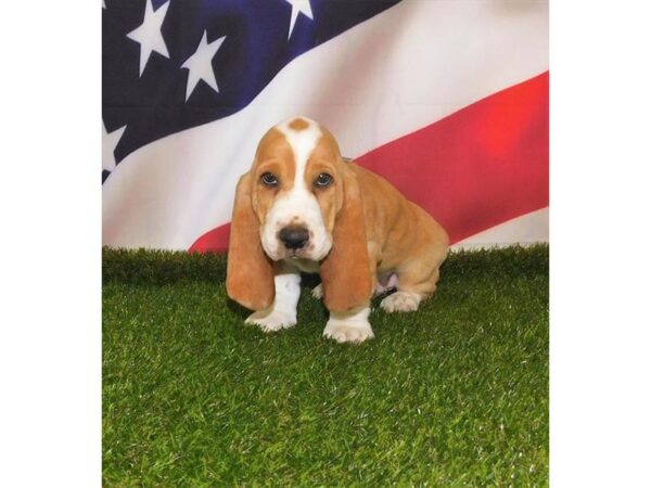 Basset Hound DOG Male Lemon / White 20859 Petland Batavia, Illinois