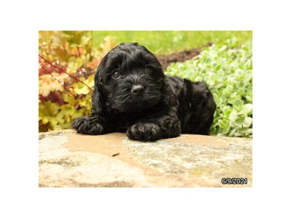 Cock A Poo-DOG-Male-Black-12925-Petland Batavia, Illinois