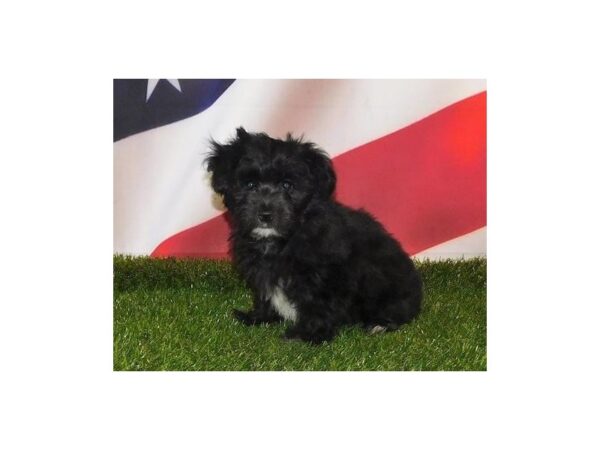 Havanese DOG Male Black 20860 Petland Batavia, Illinois
