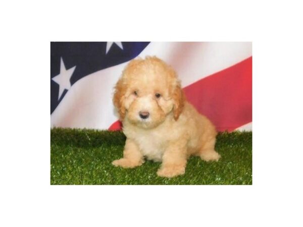 Poodle Mini-DOG-Male-Apricot-20861-Petland Batavia, Illinois