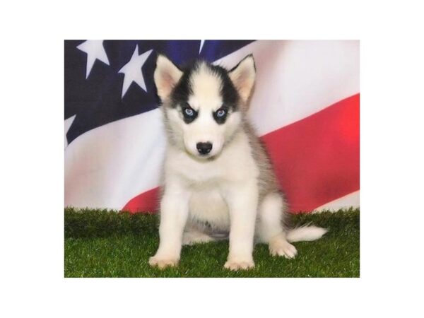 Siberian Husky DOG Female Black / White 20862 Petland Batavia, Illinois