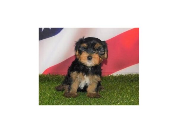 Yorkshire Terrier DOG Male Black / Tan 12922 Petland Batavia, Illinois