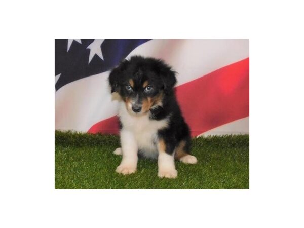 Australian Shepherd DOG Male Black White / Tan 12919 Petland Batavia, Illinois