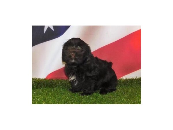 Havanese-DOG-Male-Chocolate-12920-Petland Batavia, Illinois