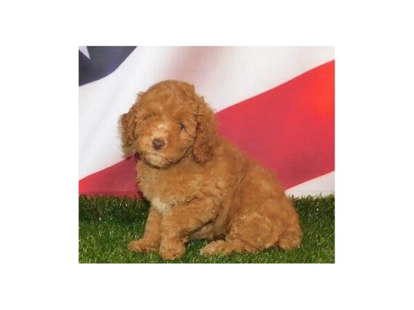 Poodle-DOG-Female-Red-12921-Petland Batavia, Illinois