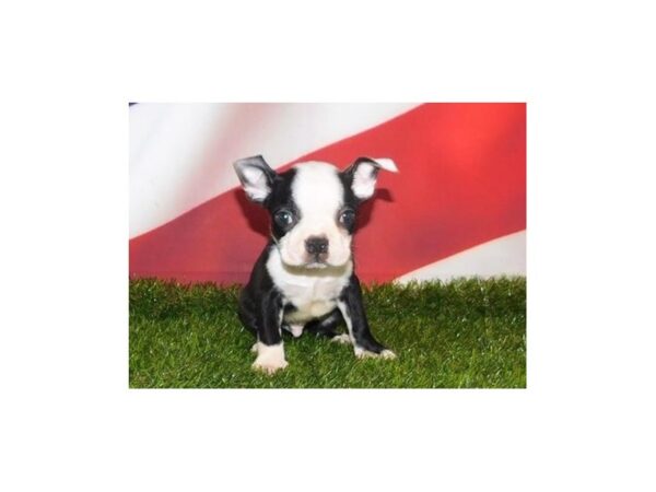 Boston Terrier-DOG-Male-Black / White-21108-Petland Batavia, Illinois