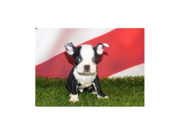 Boston Terrier DOG Male Black / White 21108 Petland Batavia, Illinois