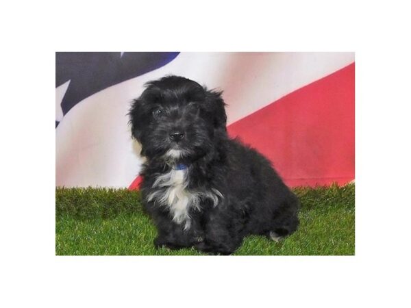 Havanese DOG Male Black 21101 Petland Batavia, Illinois