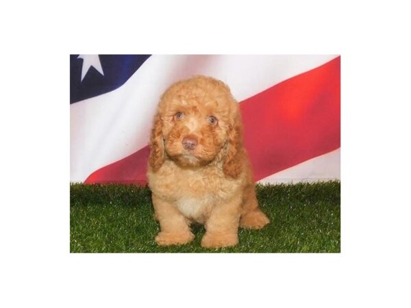 Poodle Mini-DOG-Male-Apricot-21102-Petland Batavia, Illinois
