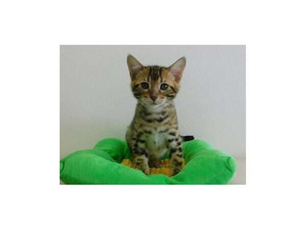 Bengal-CAT-Male-Brown / Black-21104-Petland Batavia, Illinois