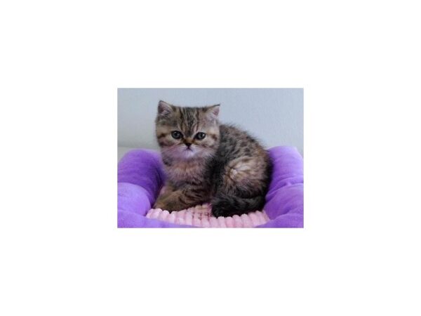 Exotic Shorthair-CAT-Female-Brown Mackeral Tabby-21105-Petland Batavia, Illinois