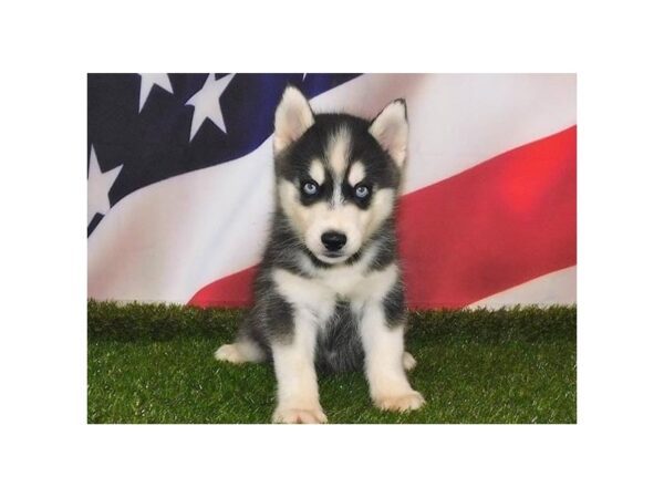 Siberian Husky-DOG-Male-Black / White-21103-Petland Batavia, Illinois