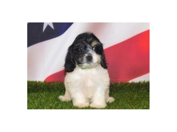 Cockachon-DOG-Female-Black / Tan-21107-Petland Batavia, Illinois