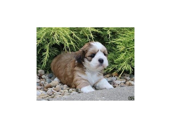 Lhasa Apso DOG Female Red 21112 Petland Batavia, Illinois