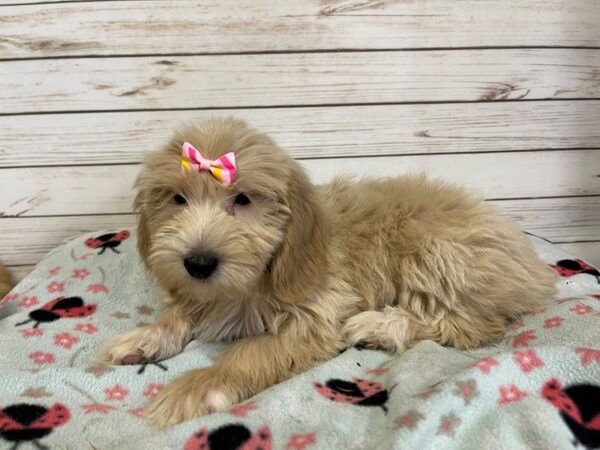 Goldendoodle Mini 2nd Gen DOG Female Cream 21121 Petland Batavia, Illinois