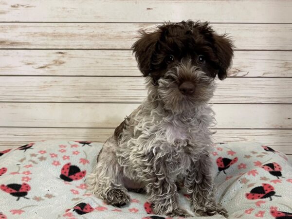 Schnoodle-DOG-Male-Chocolate and white merle-21126-Petland Batavia, Illinois