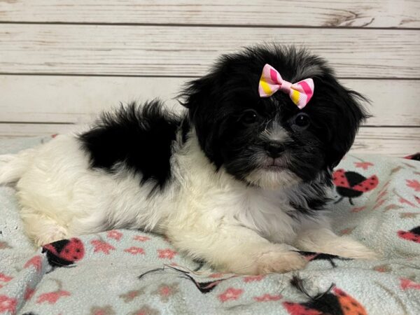 Hava Tzu DOG Female Black and White 21125 Petland Batavia, Illinois