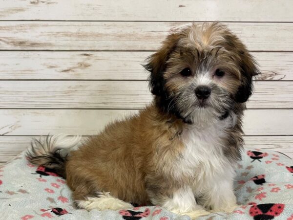 Hava Tzu DOG Male Apricot, Black and White Markings 21123 Petland Batavia, Illinois