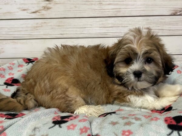 Hava Tzu-DOG-Male-Apricot, Black and White Markings-21122-Petland Batavia, Illinois