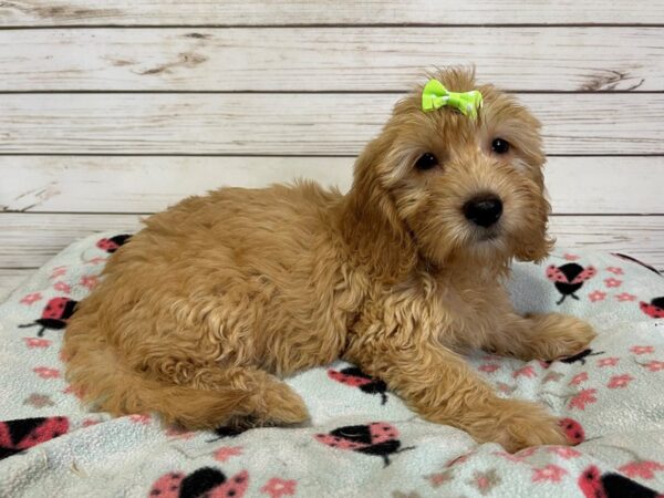 Goldendoodle Mini 2nd Gen-DOG-Female-Cream-21120-Petland Batavia, Illinois