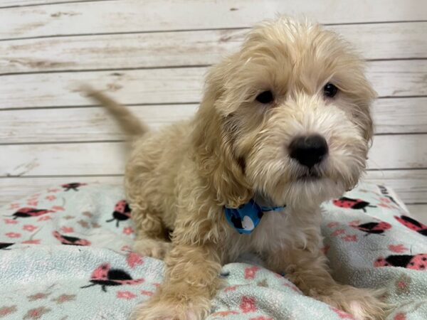 Goldendoodle Mini 2nd Gen DOG Male Cream 21119 Petland Batavia, Illinois
