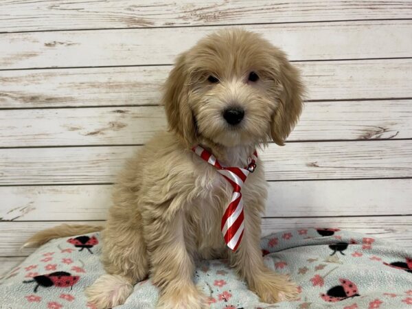 Goldendoodle Mini 2nd Gen-DOG-Male-Cream-21118-Petland Batavia, Illinois