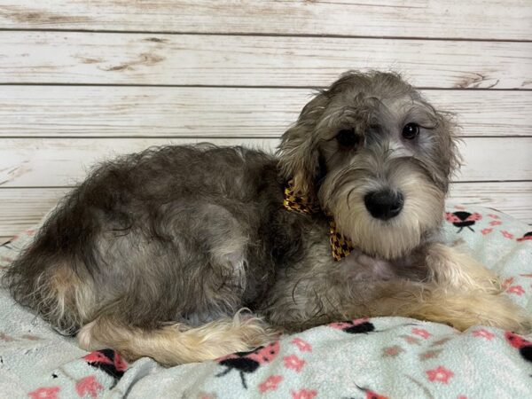 Mini Schnoodle DOG Male Salt and Pepper 21117 Petland Batavia, Illinois