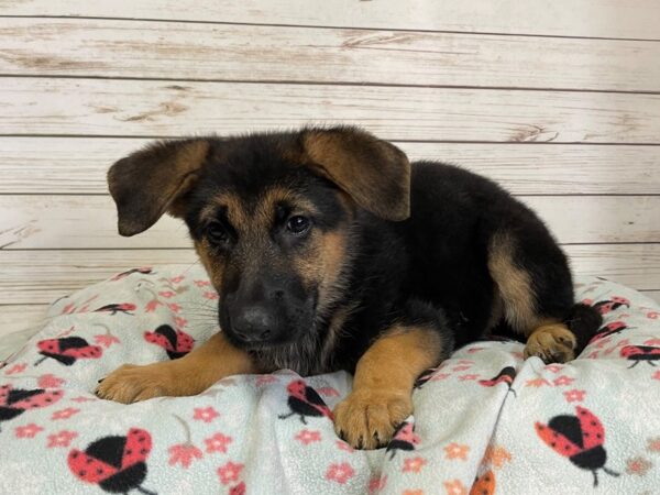 German Shepherd DOG Female Black 21116 Petland Batavia, Illinois