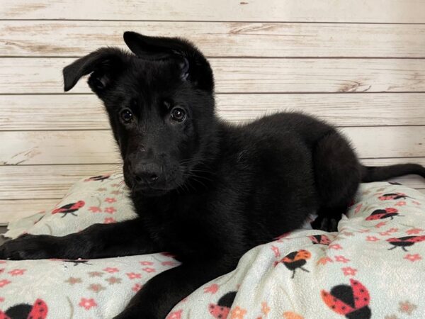 German Shepherd DOG Male Black 21115 Petland Batavia, Illinois