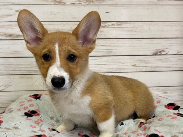 Pembroke Welsh Corgi DOG Male Red / White 21114 Petland Batavia, Illinois