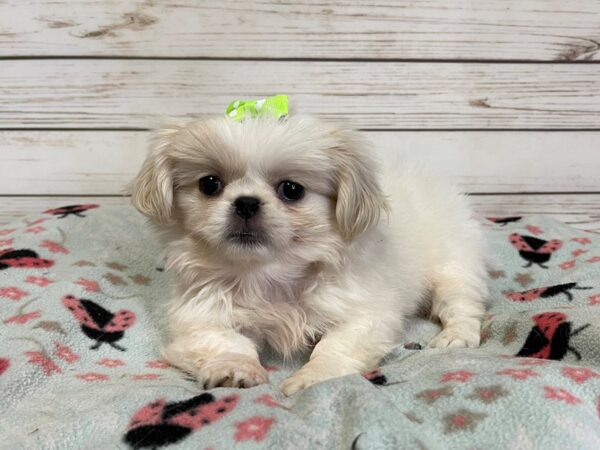 Pekingese DOG Female White 21113 Petland Batavia, Illinois