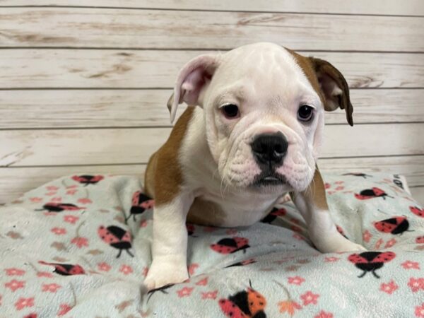 Victorian Bulldoge-DOG-Female-Fawn-21111-Petland Batavia, Illinois