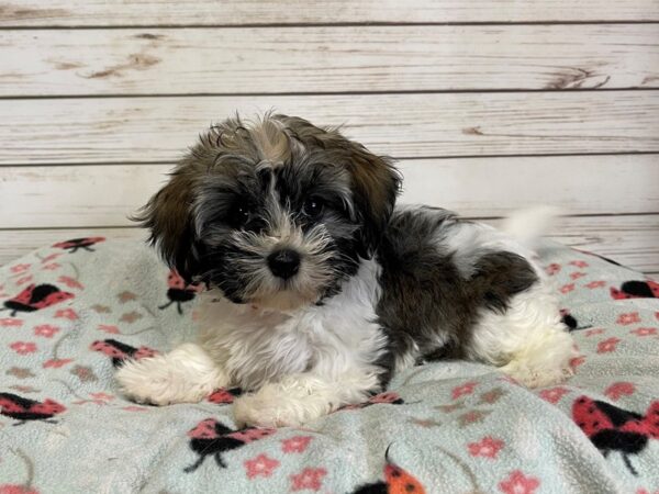 Havanese-DOG-Female-Chocolate / White-21110-Petland Batavia, Illinois