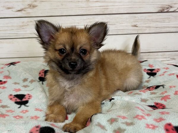 Chihuahua DOG Male Brown 21109 Petland Batavia, Illinois