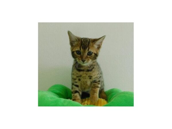 Bengal CAT Male Brown / Black spotted tabby 21106 Petland Batavia, Illinois