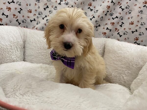 Goldendoodle Mini 2nd Gen-DOG-Male-Cream-12934-Petland Batavia, Illinois