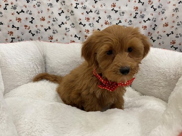 Goldendoodle Mini 2nd Gen-DOG-Male-Cream-12933-Petland Batavia, Illinois
