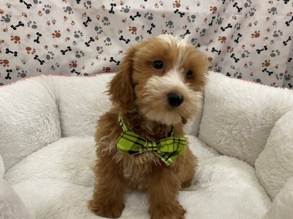 Goldendoodle Mini 2nd Gen DOG Male Cream 12932 Petland Batavia, Illinois
