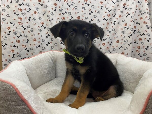 German Shepherd DOG Male Black & Tan 12935 Petland Batavia, Illinois