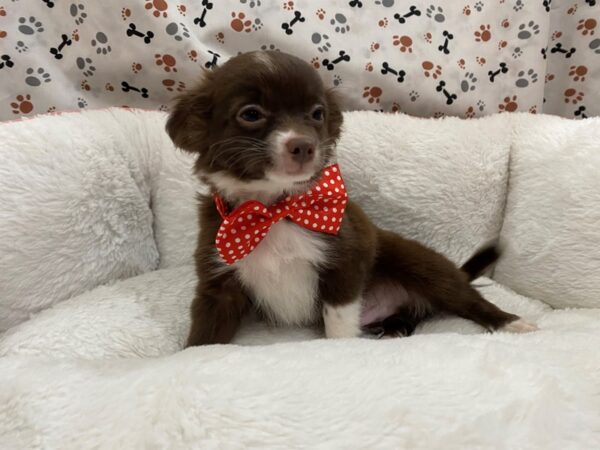 Chihuahua-DOG-Male-Chocolate / White-12927-Petland Batavia, Illinois