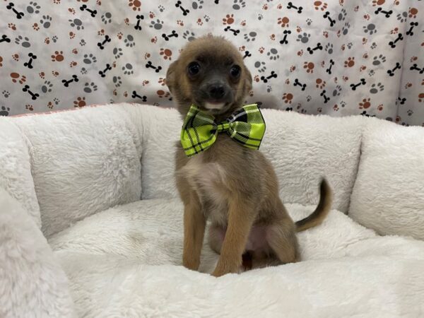 Pomeranian/Chihuahua DOG Male Blue 12924 Petland Batavia, Illinois