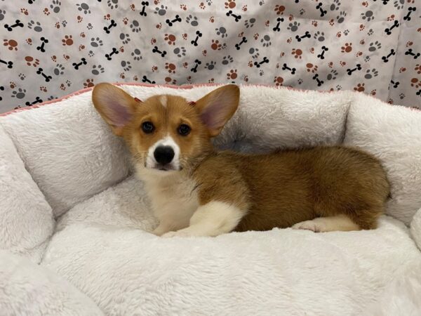 Pembroke Welsh Corgi DOG Female Red / White 12926 Petland Batavia, Illinois