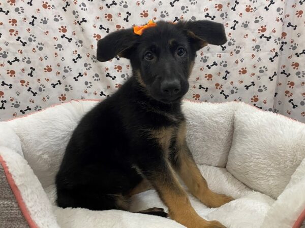 German Shepherd DOG Female Black & Tan 12939 Petland Batavia, Illinois