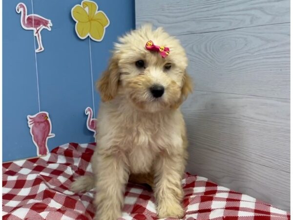 Goldendoodle Mini 2nd Gen-DOG-Female-Cream-20866-Petland Batavia, Illinois
