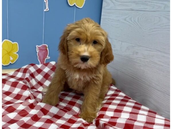 Goldendoodle Mini 2nd Gen-DOG-Male-Cream-20867-Petland Batavia, Illinois