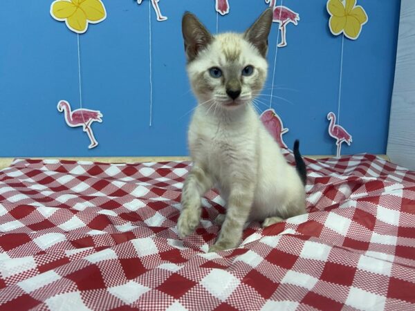 Bengal-CAT-Male-White / Black-20873-Petland Batavia, Illinois