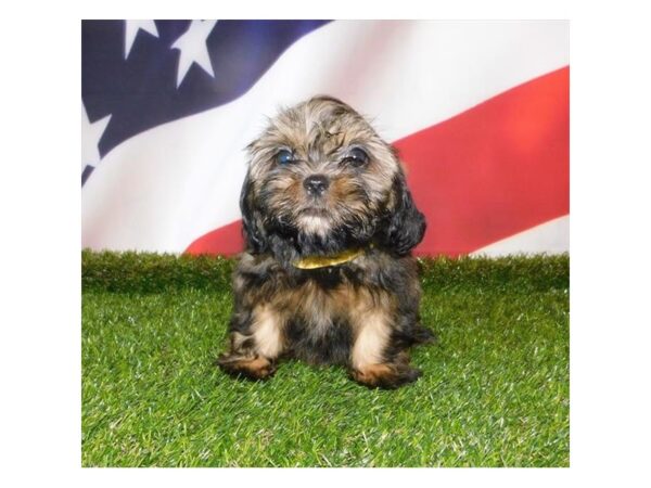 Shih Tzu-DOG-Female-Sable-12940-Petland Batavia, Illinois